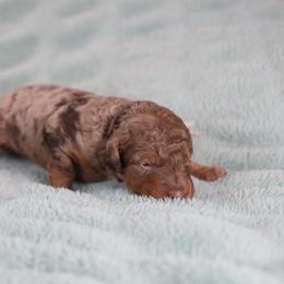 Hermione - female Golden Mountain Doodle puppy in Murray, Utah from Good Looking Dogs