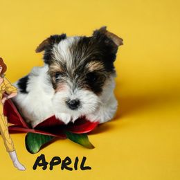 Yorkshire Terrier Puppies from Lady A's Yorkies