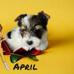 Yorkshire Terrier Puppies from Lady A's Yorkies