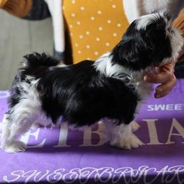 Chinese Crested and Shih Tzu Puppies from OH SO