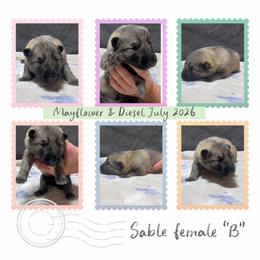 Sable Female B - Sable female German Shepherd puppy in New Martinsville, West Virginia from Hunter K-9
