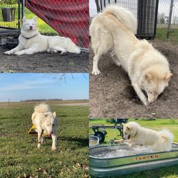 Venom - Alaskan Malamute