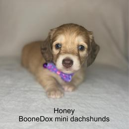 Honey - Cream female Dachshund puppy in Lexington, Oklahoma from BooneDox Miniature Dachshunds