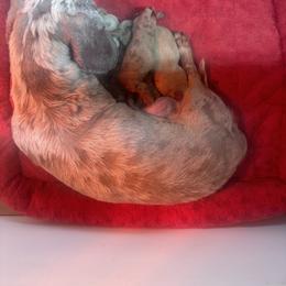GIRL - Dapple female Dachshund puppy in Polo, Missouri from Blue Tails Farm