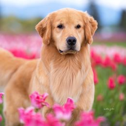 Brittany - Golden Retriever