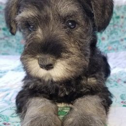 Miniature Schnauzers from Mini Schnauzers Champion Sired