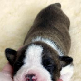 American Staffordshire Terrier Puppies from Alpenglow Amstaffs