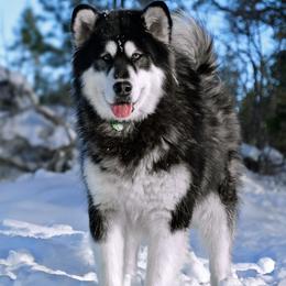 Lotus - Alaskan Malamute
