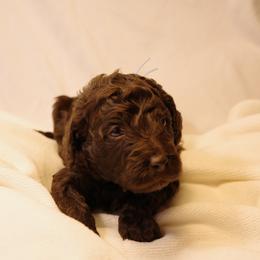 Cupcake (Pale Blue collar) - Chocolate female Goldendoodle puppy in Seattle, Washington from Dream Lake Doodles