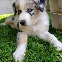 Australian Shepherd Puppies from MilkyWay Aussies with Tails