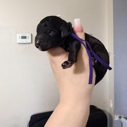 Zira - Purple Band Girl - Black female Poodle puppy in Plainfield, New Jersey from Caris Paws Poodles and Labradoodles