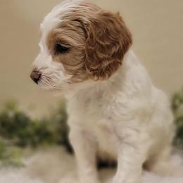 Jane - Cream collar - Parti female Goldendoodle puppy in Fort Worth, Texas from Stacy Warwick