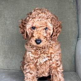AKC Bernard - Apricot male Poodle puppy in Greenville, South Carolina from Pepper Potts Puppies