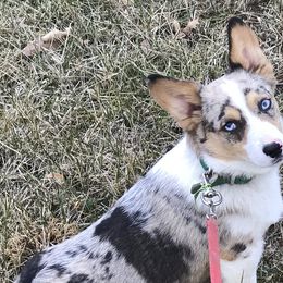 American Corgis and Pembroke Welsh Corgis from Clover Meadows Farm Corgis