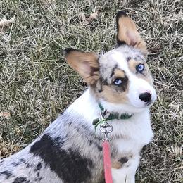 American Corgis and Pembroke Welsh Corgis from Clover Meadows Farm Corgis