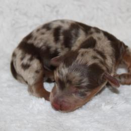S'mores - Dapple male Dachshund puppy in Powderly, Texas from Kuttin’ Up Mini Aussies