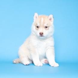 Faraday - Red and white male Siberian Husky puppy in Meadow Vista, California from Thistle Hill Siberians