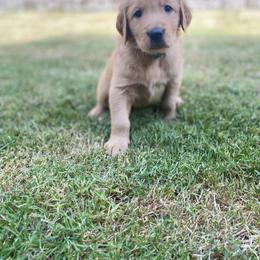 Golden Retriever Puppies from Washington Lakeside Goldens