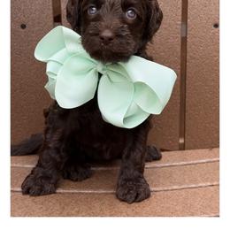 Miss Mint - Chocolate female Australian Labradoodle puppy in Wake Forest, North Carolina from Lucky Country Labradoodles