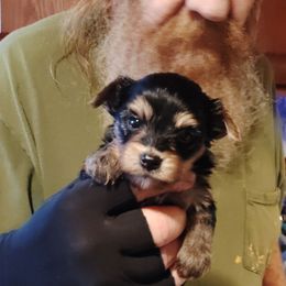 Cooper - Chocolate and tan male Yorkshire Terrier puppy in Rogersville, Tennessee from Guys'N' Dolls Yorkshire Terriers