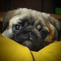 Khia - Pug