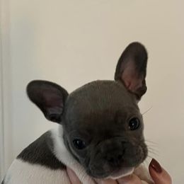 French Bulldogs from Heather's French Bulldogs
