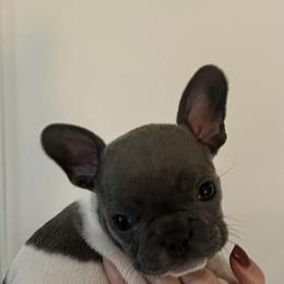 French Bulldogs from Heather's French Bulldogs