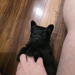 Girl 1 - Black female Scottish Terrier puppy in Seymour, Missouri from Fairview's Precious Pups