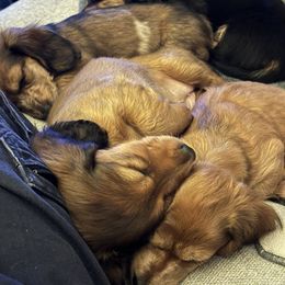 Dachshund Puppies from Steamboat Sausage Squad