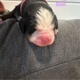 Bernese Mountain Dog Puppies from Midnight Bernese Mountain Dogs