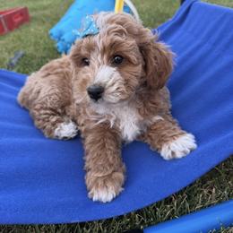 Lennon - Apricot female Goldendoodle puppy in Huntington, Utah from Krispydoodle