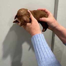 Duchess - Apricot female Poodle puppy in St. Johnsbury, Vermont from Poodles of the Northern Woods