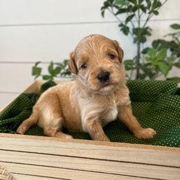 Tinker Bell - Gold female Bordoodle puppy in Valley Center, California from Circle R Valley Bordoodls