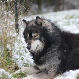 Tremor - Agouti and white male Siberian Husky puppy in Lakebay, Washington from Cascade Siberians
