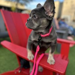 Cleopatra - Blue female French Bulldog puppy in Allen, Texas from Chanel & Co Frenchies