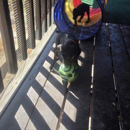 Black collar - Red and rust male Doberman Pinscher puppy in Santa Clarita, California from Riviera Dobermans
