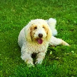 Lucy - Goldendoodle