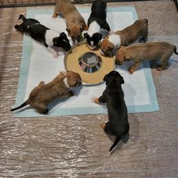 Bull Terrier Puppies from The Noble Bull Terriers