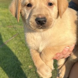 7 - Yellow male Labrador Retriever puppy in Spokane, Washington from Learn's Labs