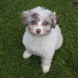 Baby Face - Red merle Aussiedoodle puppy in Seattle, Washington from Clemleth Aussiedoodles