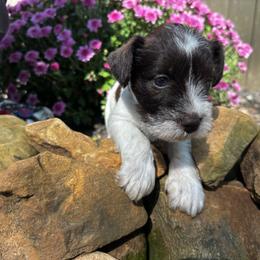 Frankie - White male Miniature Schnauzer puppy in Dunlap, Tennessee from Beards of Glory
