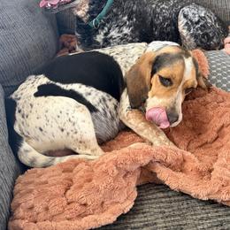 Winnie - Beagle
