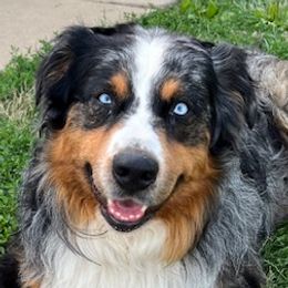 Australian Shepherds from Diamond Ridge Aussies