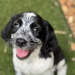 English Springer Spaniel Puppies from Butterfield Trail Farm