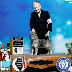 Swedish Vallhund puppies from Snowood Dalmatians and Cavaliers