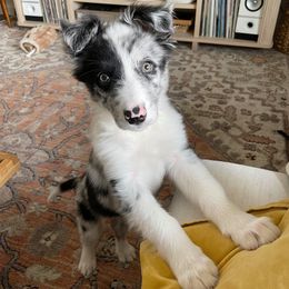 Border Collie Puppies from Cascade Sun Kennels