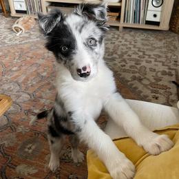 Border Collie Puppies from Cascade Sun Kennels