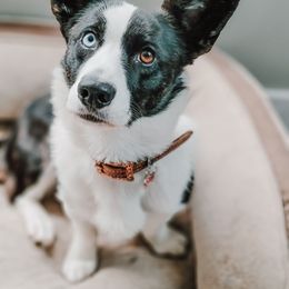Maple - Cardigan Welsh Corgi