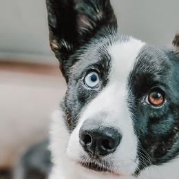 Maple - Cardigan Welsh Corgi