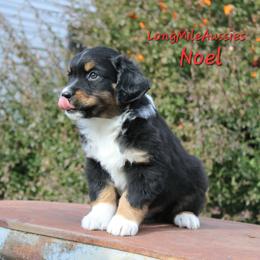 Noel BTM2 - male Miniature American Shepherd puppy in Elgin, Oregon from LongMile Aussies
